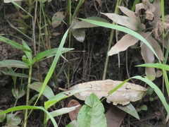 Hypopyra vespertilio