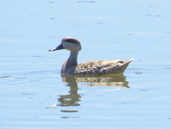 Marmaronetta angustirostris