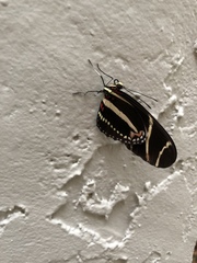Heliconius charithonia