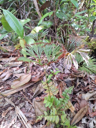 Schizaea dichotoma observed 2025-09-09