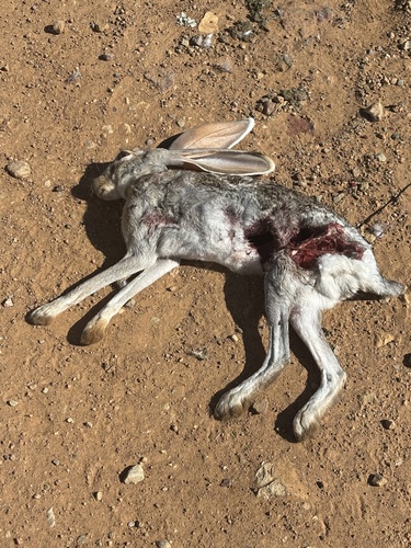 Antelope Jackrabbit observed by camerondeckert