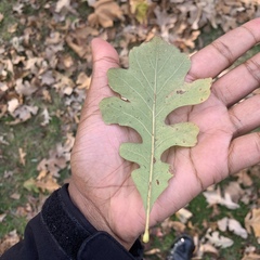 Quercus macrocarpa
