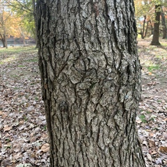 Quercus macrocarpa