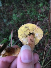 Hortiboletus rubellus image