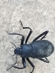 Eleodes subcylindrica