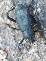 Eleodes subcylindrica