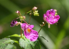 Impatiens textorii