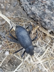 Eleodes subcylindrica