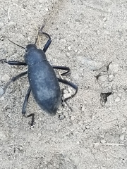 Eleodes subcylindrica