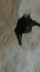 Emballonuridae