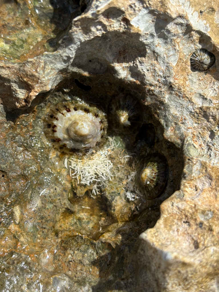 Eoacmaea chamorrorum