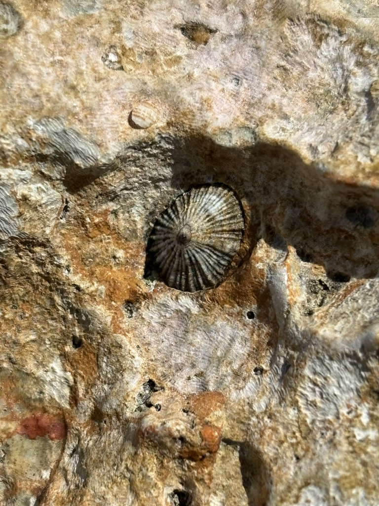 Siphonaria tanguissonensis