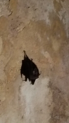 Emballonuridae