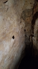 Emballonuridae