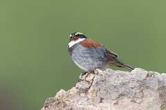 Tibetan Bunting photo 4
