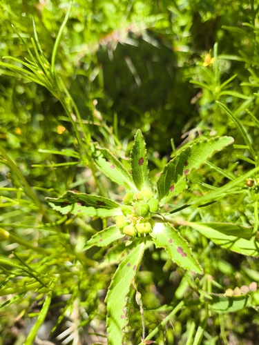 hairy-fruit spurge (Euphorbia cuphosperma)