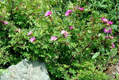 Rosa amblyotis