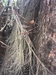 Telephlebia godeffroyi