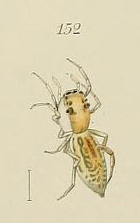 Phintella arenicolor