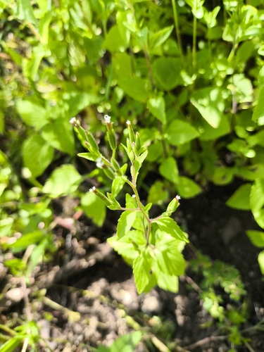 Annual Candyleaf (Stevia micrantha)