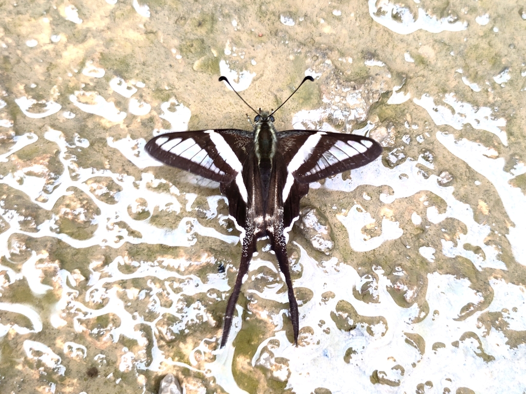 Lamproptera paracurius