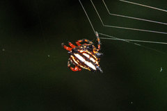 Gasteracantha cancriformis