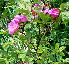 Rosa amblyotis