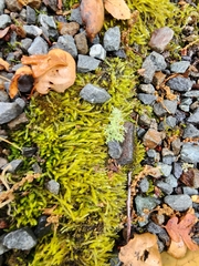Scleropodium obtusifolium