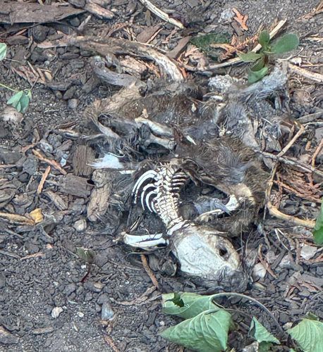 Rat photographed near here on 2025-09-03