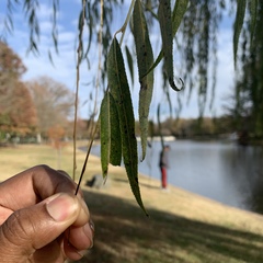 Salix babylonica