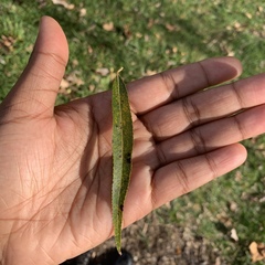Salix babylonica