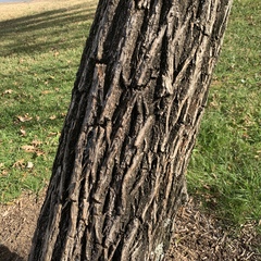 Salix babylonica