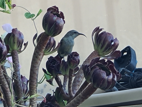 Palestine Sunbird