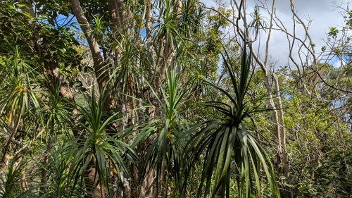 Dracaena forbesii observed 2025-02-23
