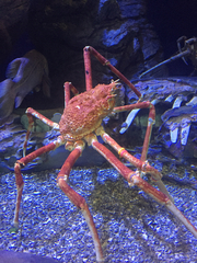 Macrocheira kaempferi