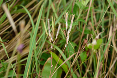 Dianthus longicalyx