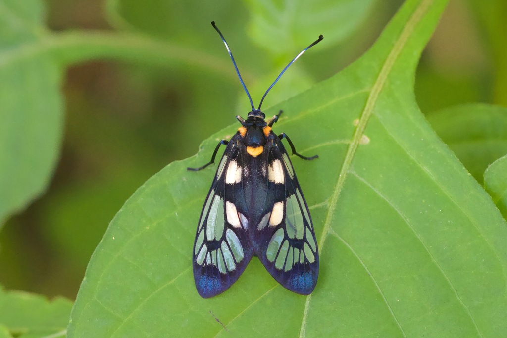 Semi-hyaline Zygaenid Moth