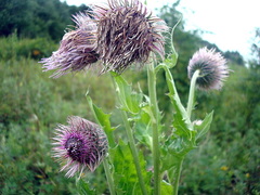 Cirsium kamtschaticum