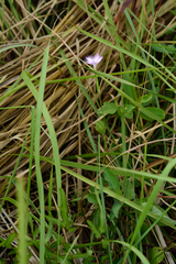 Dianthus longicalyx