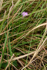 Dianthus longicalyx