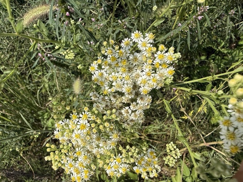 Aster fastigiatus iNat (1)
