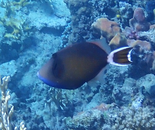 Photo of Whitecaudal Triggerfish (Sufflamen albicaudatus)