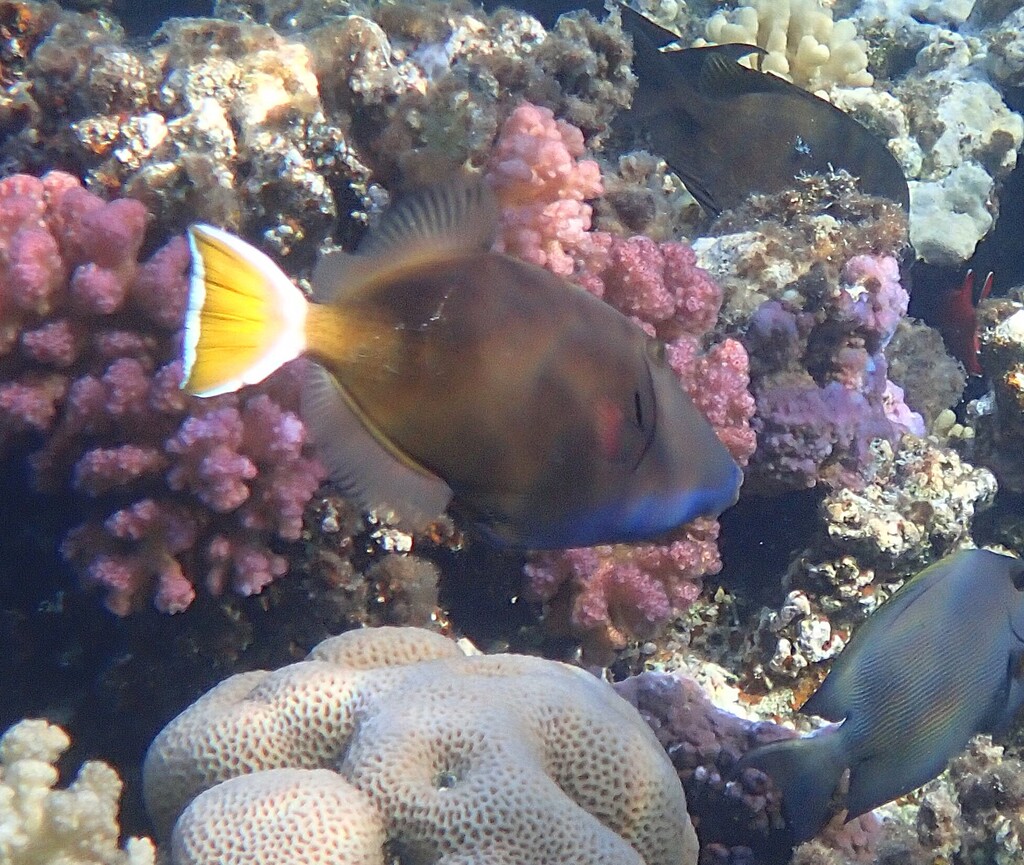 Photo of Whitecaudal Triggerfish (Sufflamen albicaudatus)