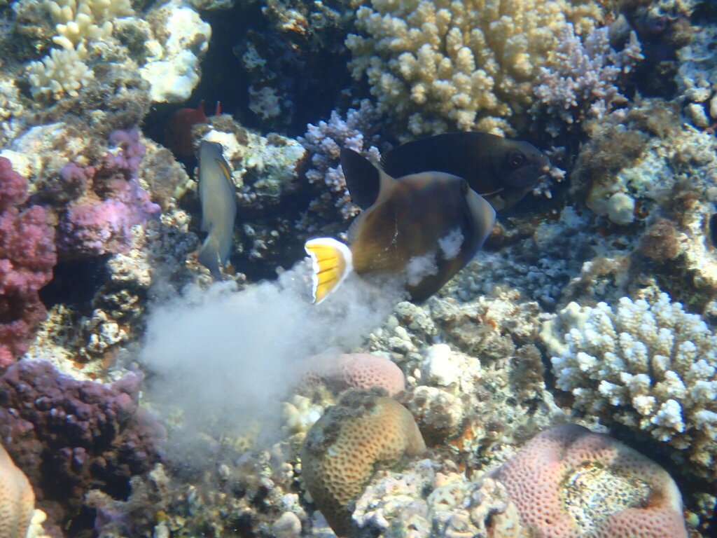 Photo of Whitecaudal Triggerfish (Sufflamen albicaudatus)
