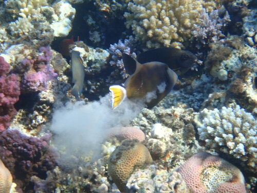 Photo of Whitecaudal Triggerfish (Sufflamen albicaudatus)