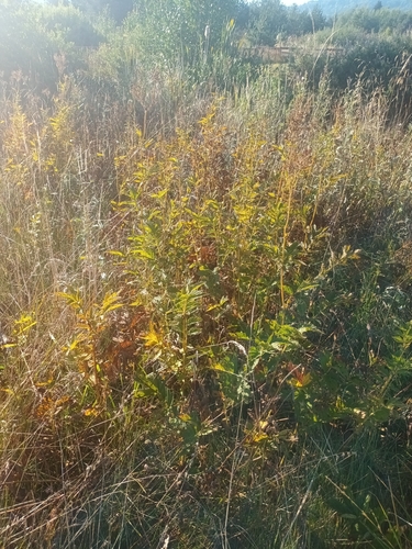 Meadowsweet