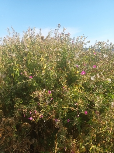 Great Willowherb