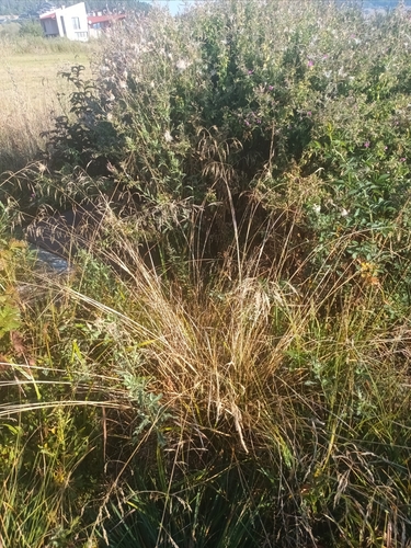 tufted hair grass