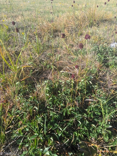 Great burnet