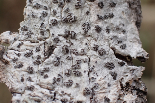 Glyphis cicatricosa observed 2025-09-01